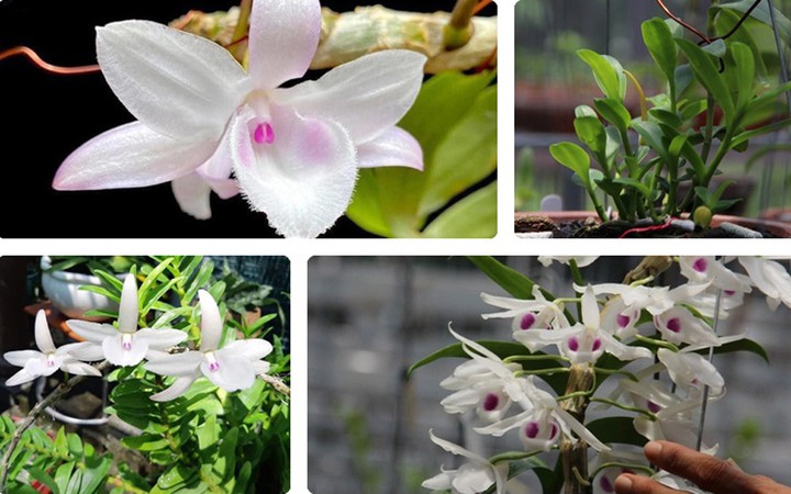 Bạn nghĩ gì về hoa lan?