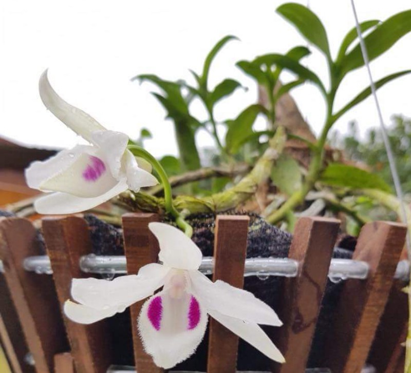 Hiệu suất quốc gia không xác định