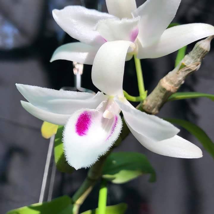các loại kiến ​​thức khác nhau