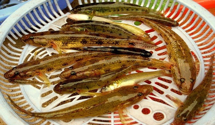 Hát