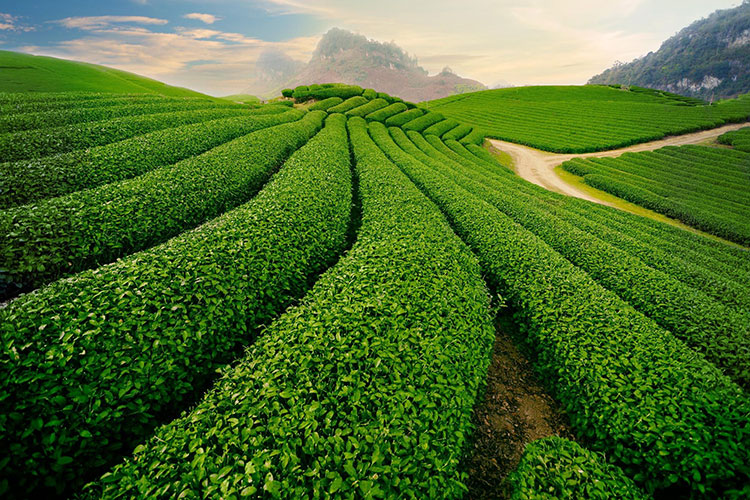 đồ đạc