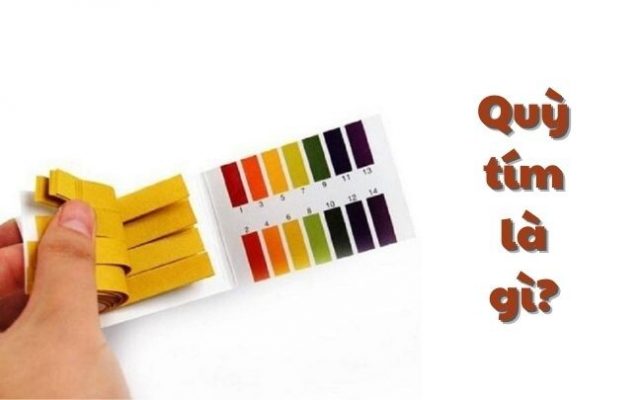 Quỳ tím để làm gì