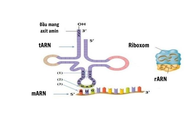 Ba cách để thành công trong quá trình dịch thuật
