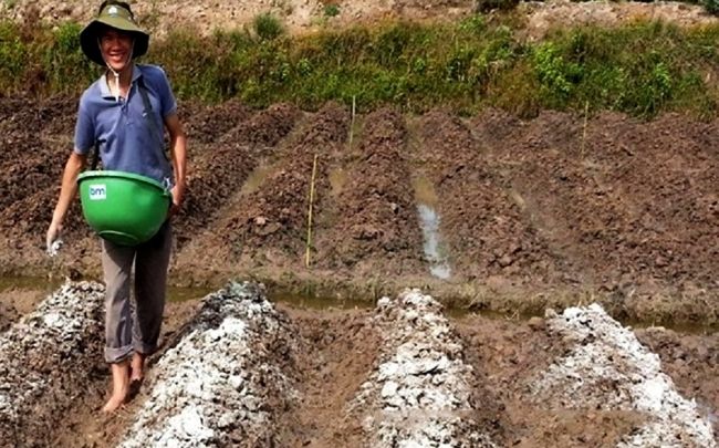 Cua voi đang thư giãn trên cánh đồng