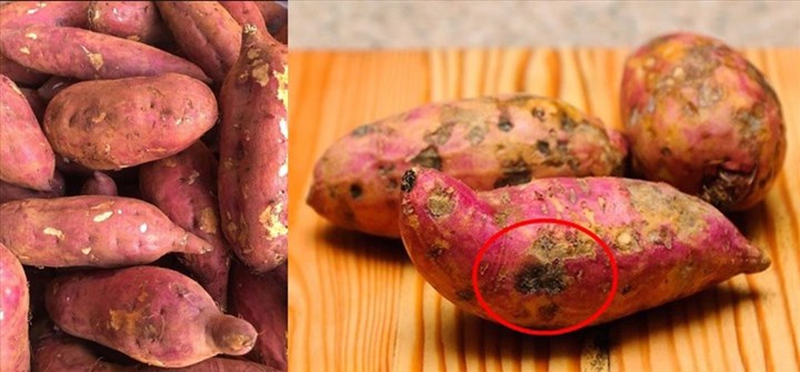 Khoai lang mọc mầm có ăn được không? Ăn vào có độc không? Bạn có an toàn để ăn khoai lang?